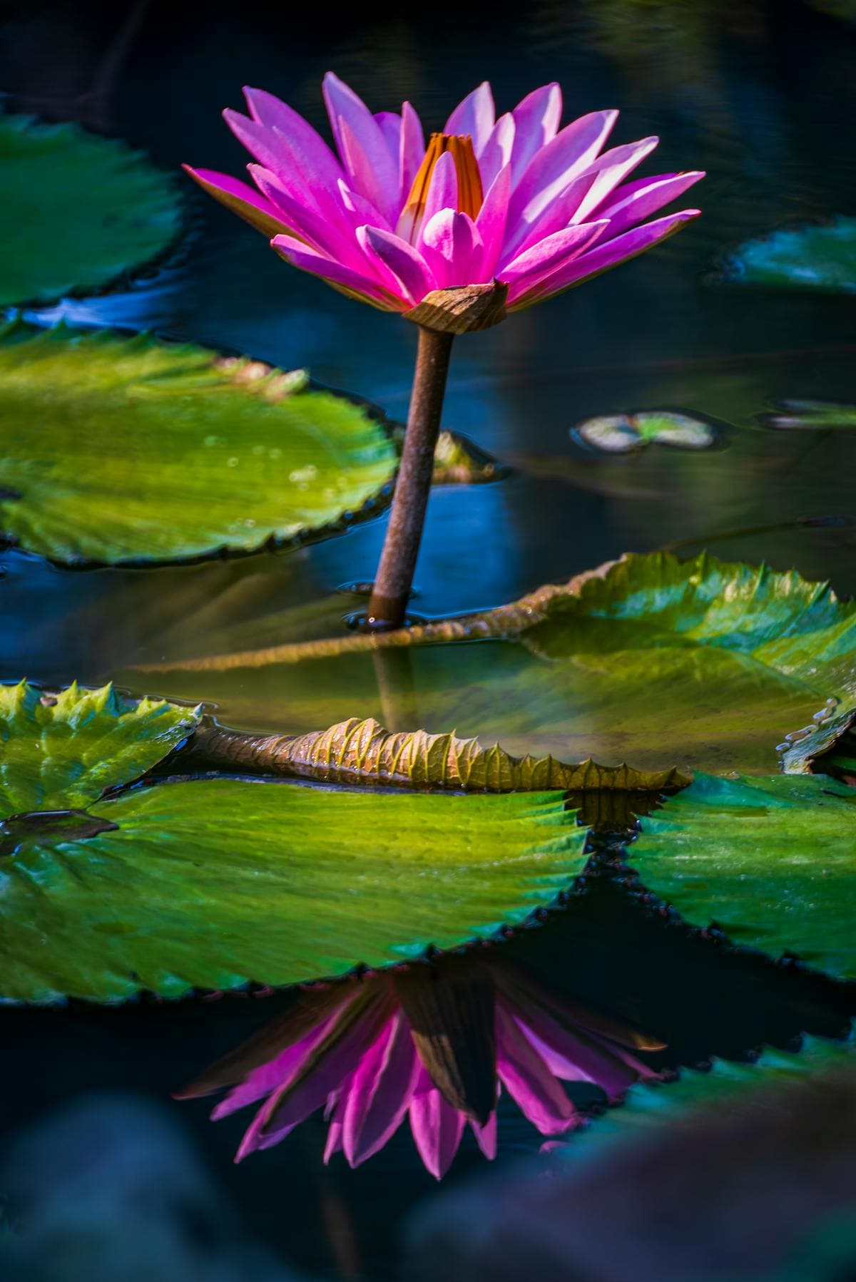 สมาทานศีล 5